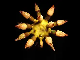 L'oursin-framboise, Chondrocidaris brevispina.