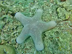 Une étoile-coussin granuleuse Choriaster granulatus