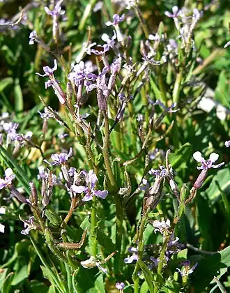 Description de cette image, également commentée ci-après