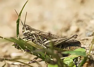 Chorthippus brunneus