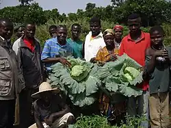 Récolte de chou bombé