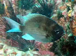 Chromis cinerascens