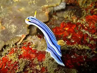 Description de l'image Chromodoris lochi (AA1).jpg.