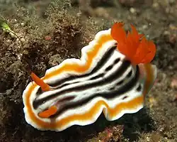 Chromodoris magnifica