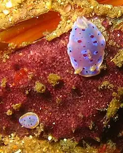 Chromodoris thompsoni