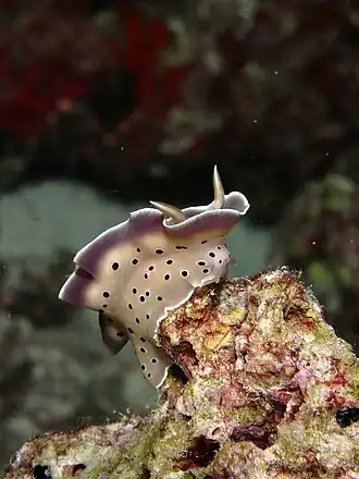 Description de l'image Chromodoris tritos01.JPG.