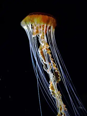 Description de cette image, également commentée ci-après