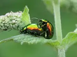 Photo de deux insectes en train de s'accoupler sur une menthe.