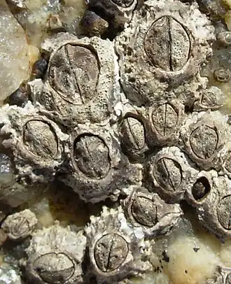 Chthamalus stellatus (Chthamalidae).