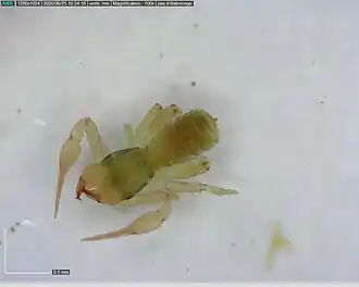 Description de l'image Chthonius densedentatus.jpg.