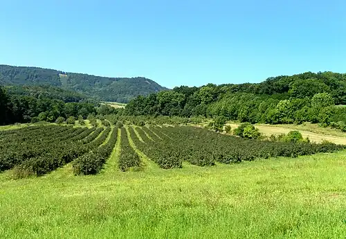 Chudoslavice : vergers.