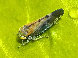 Description de cette image, également commentée ci-après