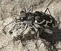 Cicindela tranquebarica.