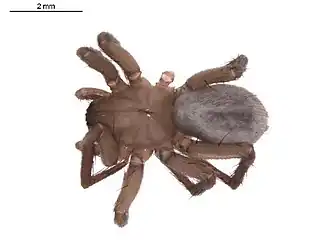 Description de l'image Cicurina pallida f.jpg.