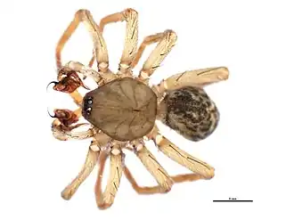 Description de l'image Cicurina robusta 1.jpg.