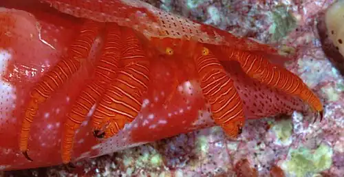 Ciliopagurus galzini
