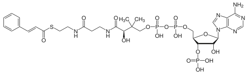Structure du Cinnamoyl-CoA
