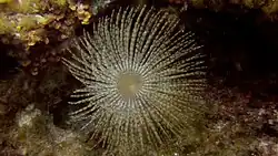 Un spirographe dans une faille