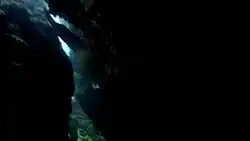 Une murène dérangée dans une faille