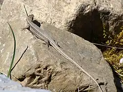 Lézard