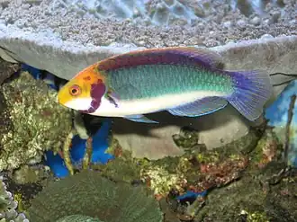 Description de cette image, également commentée ci-après