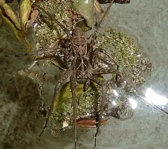 Description de l'image Cispius kimbius, Pretoria, a.jpg.