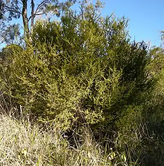 Description de l'image Citriobatus shrub.jpg.