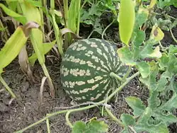 Fruit de la Coloquinte officinale.