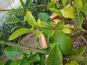 Description de cette image, également commentée ci-après