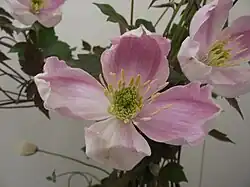 Clématite Montana 'gistar'