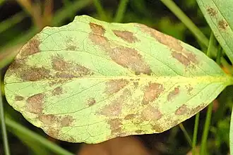Fungi - Chytridiomycota, espèce Cladochytrium menyanthis&nbsp;(ceb)