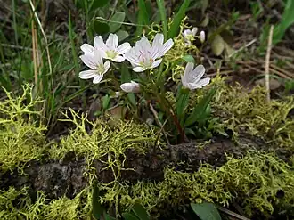Description de l'image Claytonia lanceolata Meeks Table.jpg.