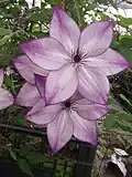 Clematis florida success 'fond memories'.