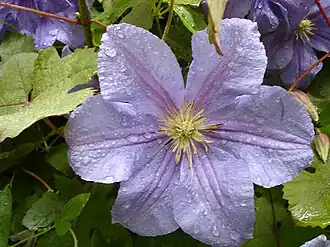 Description de cette image, également commentée ci-après