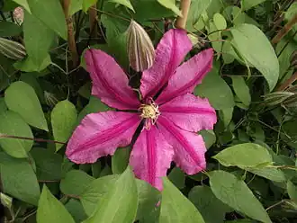 Description de l'image Clematis patens Liberation evifive.JPG.