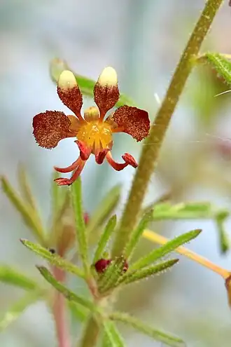 Description de l'image Cleome violace 01.JPG.