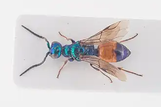 Description de l'image Cleptes semicyaneus.jpg.