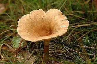 Description de l'image Clitocybe.squamulosa.-.lindsey.jpg.