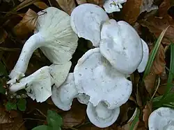 Clitocybe rivulosa, lames adnexées, séparées du pied, le sporophore infundibuliforme