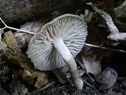 Clitocybula lacerata