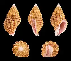 Des Clivipollia pulchra, des Clivipollia, des Buccinidae.