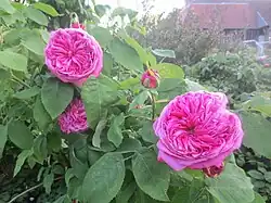 'Yolande d'Aragon' 1843, groupe: Damas, Hybride perpétuel, rose de Portland.