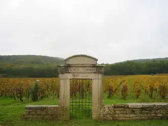 En Latricière (grand cru latricières-chambertin, à Gevrey-Chambertin).