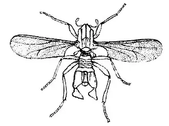 Description de l'image Clunio marinus.jpg.