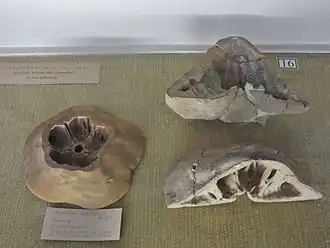 Différentes coupes de Clypeaster aegypticus, montrant les cloisons et piliers qui assurent la solidité du test.