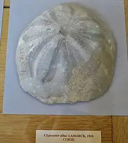 Fossile de Clypeaster altus (MNHN).