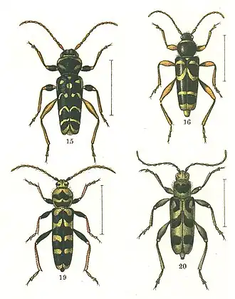 Description de l'image ClytiniJAC.JPG.