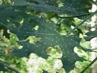 Description de cette image, également commentée ci-après