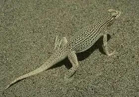 Description de l'image Coachella Valley Fringe-toed Lizard.JPG.