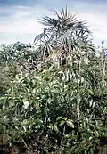 Pied de Byrsonima crassifolia au dans l'aire protégée de Cubanacan (Santa Clara, Cuba)